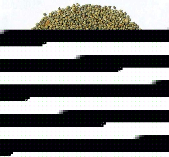 Green Millet For Gulf Countries