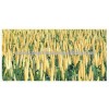 Gujarat Best Price Of green millet