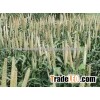 millet best supplier