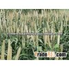 Millet Bulk Quantity