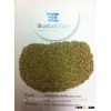 Green Millet Or Indian Bajra