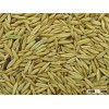 Oat Grain
