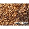 OAT GRAINS !!
