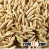 Oat Grain Bulk Supply