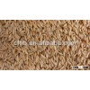 New oats kernels
