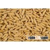 Oat Grain/Oat Grain