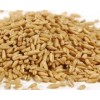 oat grain