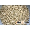 Oat Grain