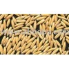FEED OATS