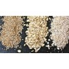 All types of Oats Grains both in color, size and form