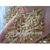 Kosher and gluten free Oats Kernels