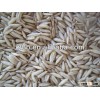 Naked oats or hulless oats