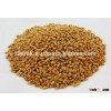 Wheat Feed Grade