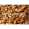 Gluten free and Kosher Hulled Oats