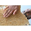Wheat, Barley, Canary Seeds, Clove Grass, Timothy Hay Best Price