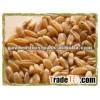 DURUM WHEAT