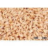 Wheat Grain
