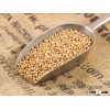 wheat