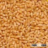 Wheat