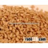 Wheat