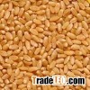 Milling Wheat, Feed Wheat, Buck wheat