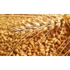 Wheat Grains for Sale