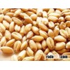 Durum Milling Wheat