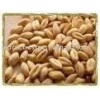 Wheat