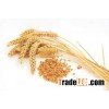 Soft milling wheat
