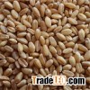 Soft Milling Wheat