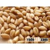 Wheat Grain