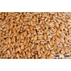 Wheat grain.