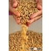 Milling Wheat, Feed Wheat, Buckwheat, Rye