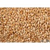Wheat Grain