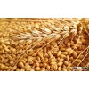 high protein Food Grade vital Wheat Gluten free flour
