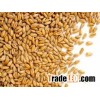 Grade A Wheat for sale.!!.