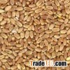 Wheat