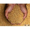 Durum Wheat And Milling Wheat