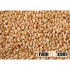 Wheat grains