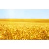 Indian Wheat