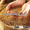 wheat