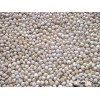 White Sorghum