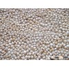 WHITE SORGHUM