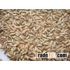 Rye Grain.
