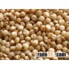 Sorghum grain