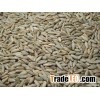 Rye grain