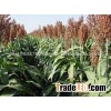 Best quality Sorghum 2015
