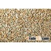 Whole Organic Rye Grains