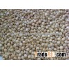 white sorghum
