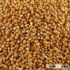 Sorghum Grains